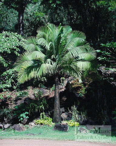 RAVENEA RIVULARIS